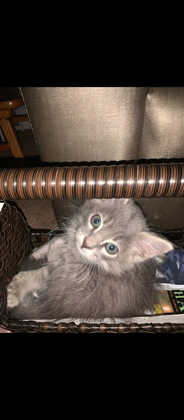 Lost cat in Albuquerque, NM, 87102