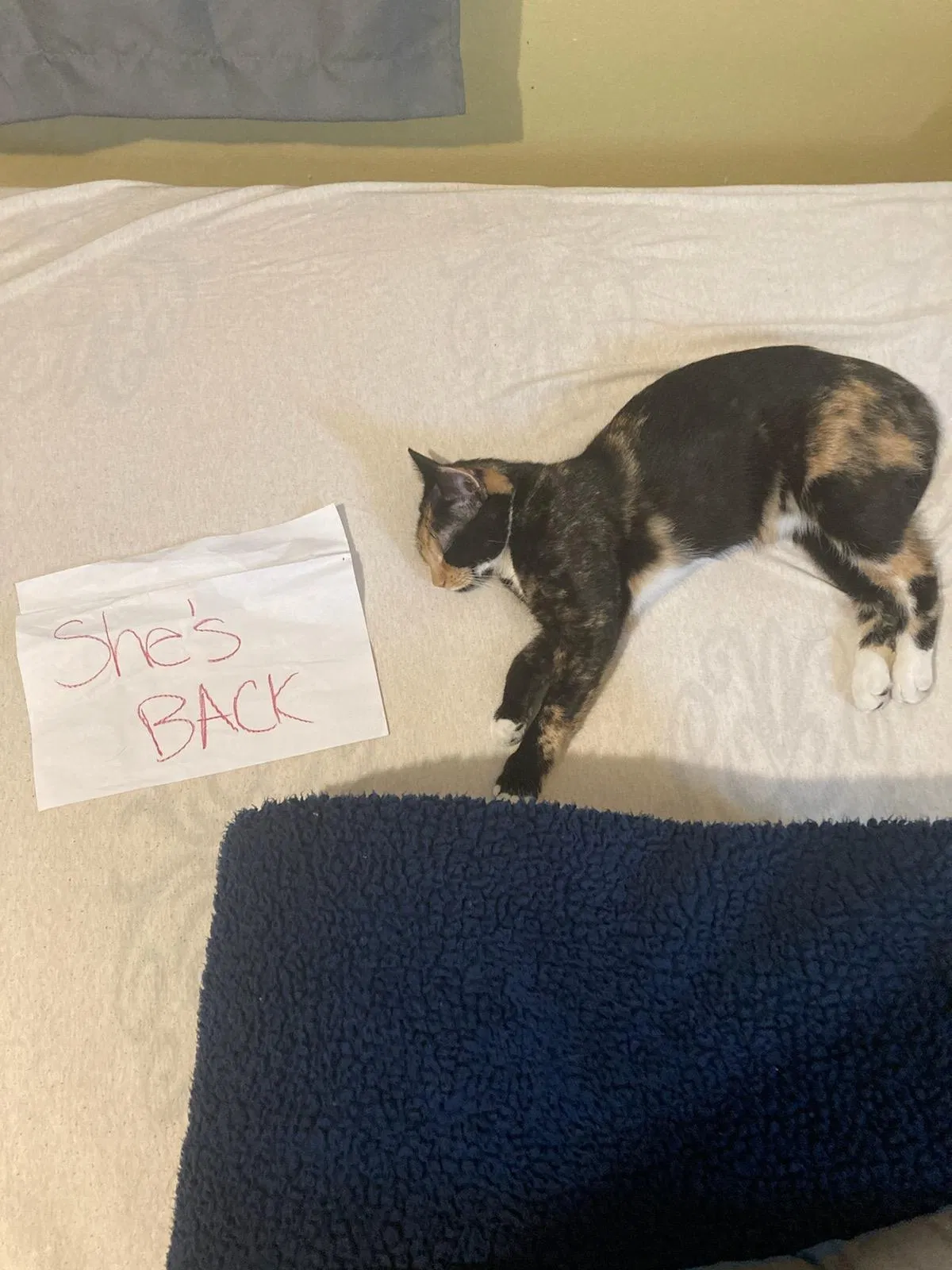 Found cat in Clifton, NJ, 7011
