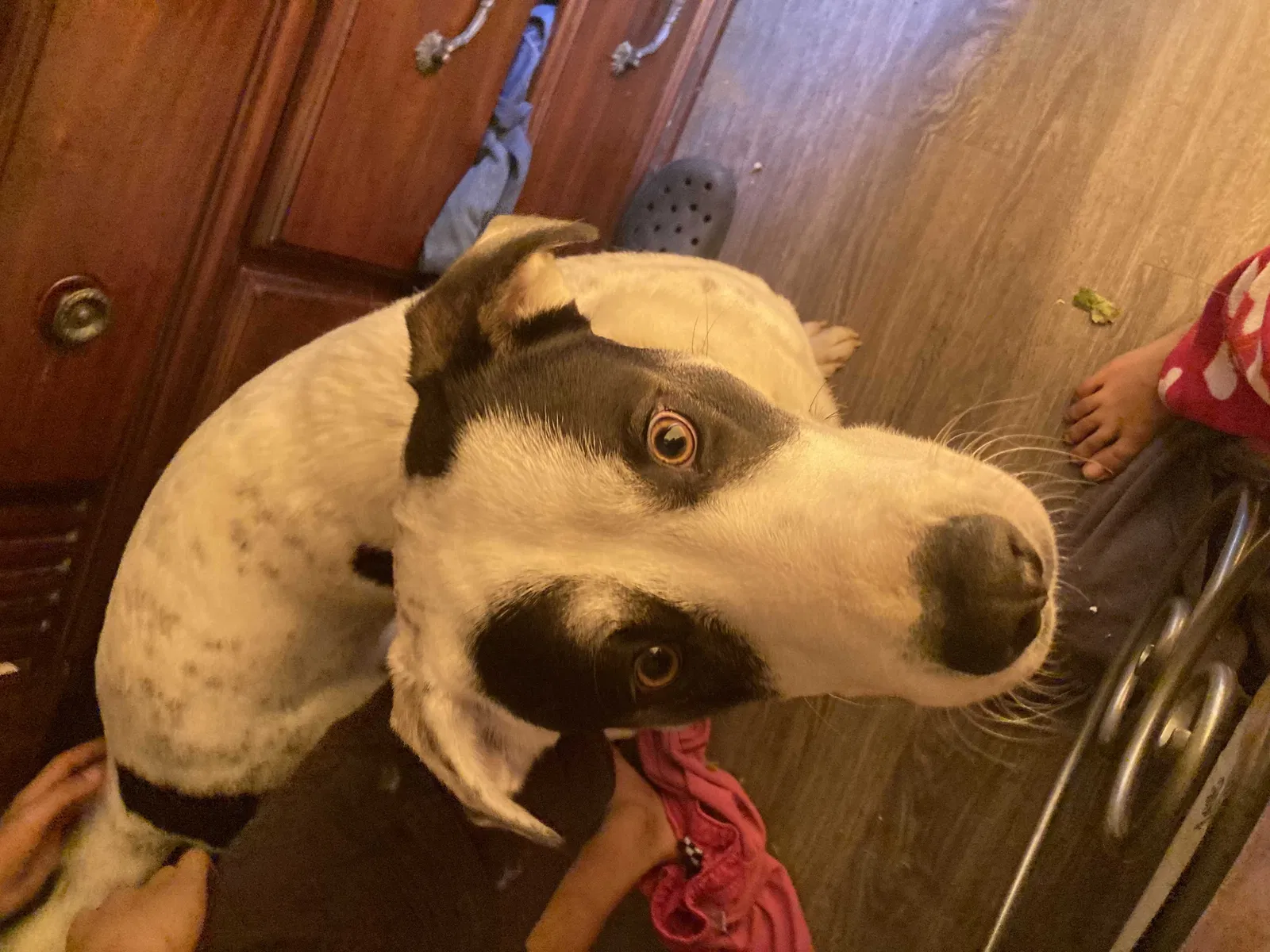 Lost dog in Hurst, TX, 76053