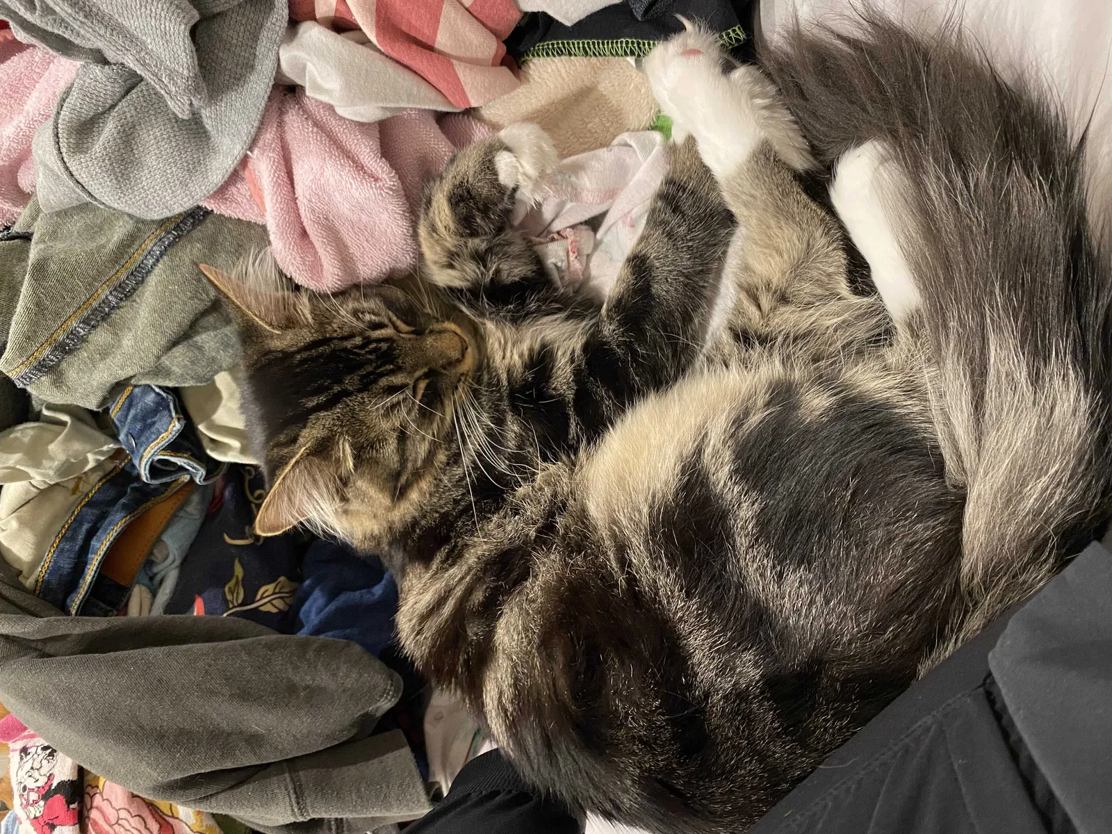 Lost cat in Brentwood, CA, 94513