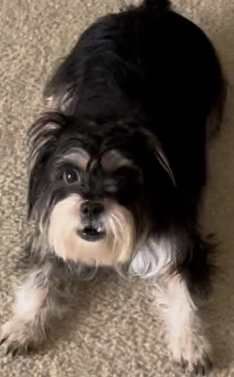 Lost dog in Kissimmee, FL, 34747