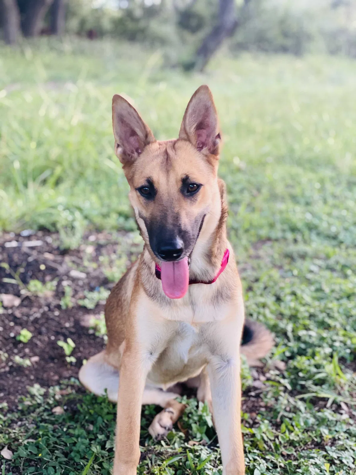 Lost dog in San Antonio, TX, 78253