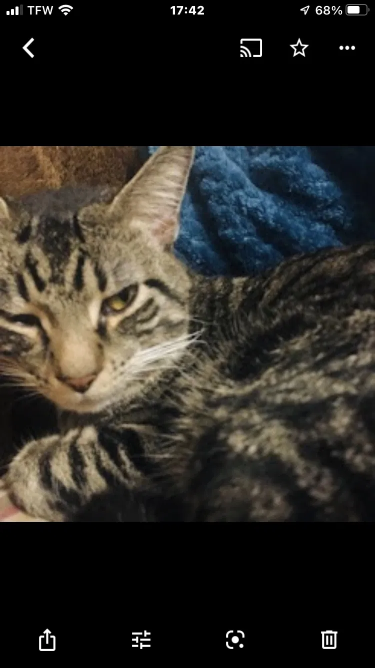 Lost cat in Canton, OH, 44710
