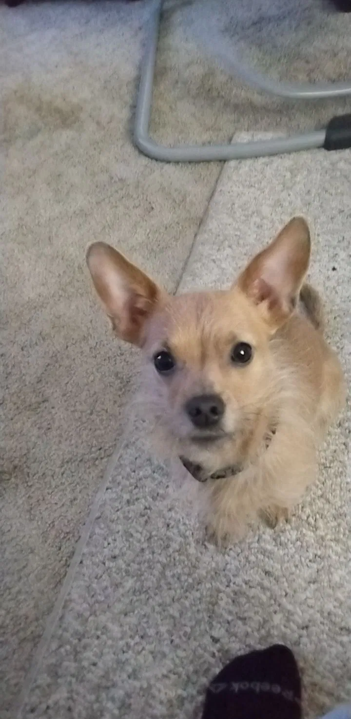Lost dog in Bismarck, ND, 58504