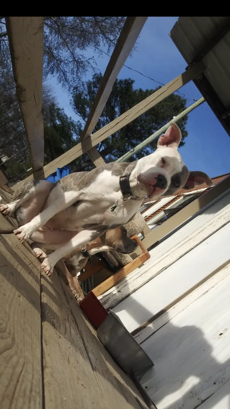 Lost dog in Benton, AR, 72015