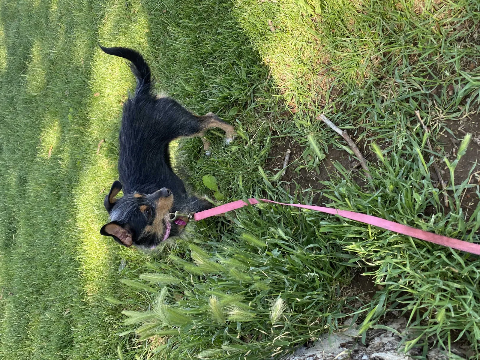 Lost dog in Yakima, WA, 98908
