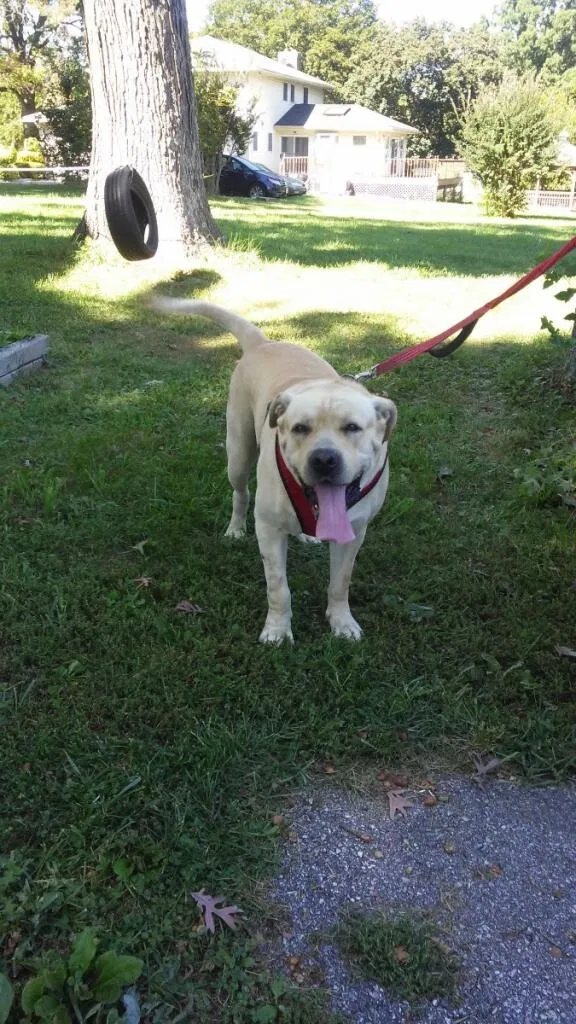 Found dog in Catonsville, MD, 21228