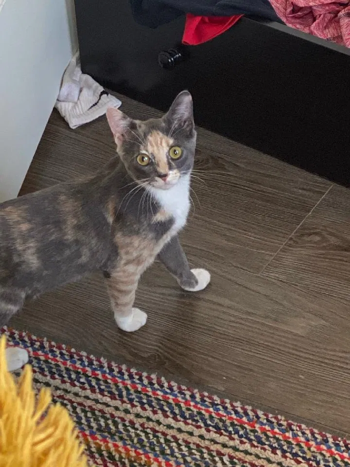 Lost cat in Athens, GA, 30606