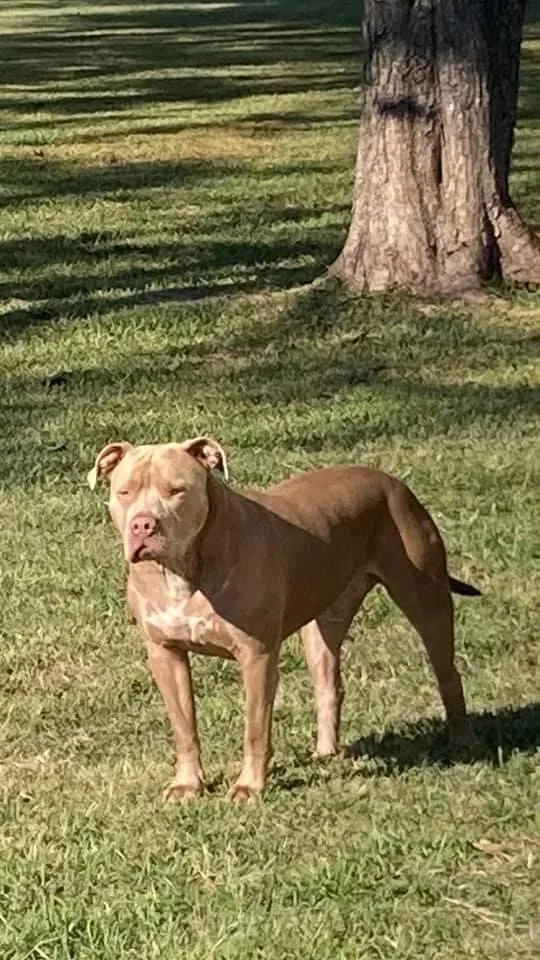 Lost dog in Oakwood, TX, 75855