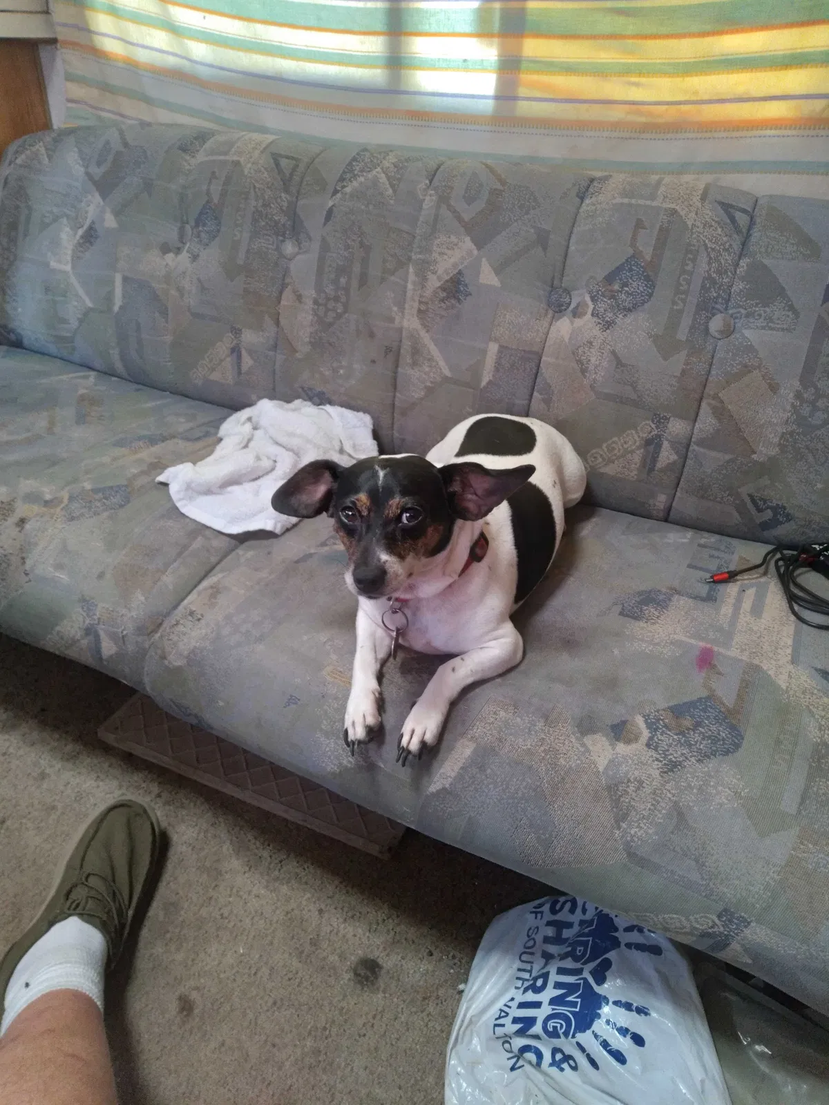Lost dog in Huntsville, AL, 35810