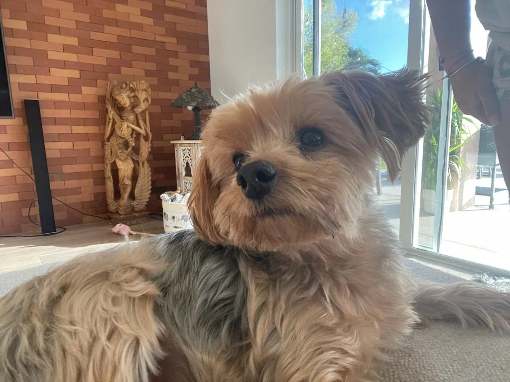 Lost dog in Fort Lauderdale, FL, 33331
