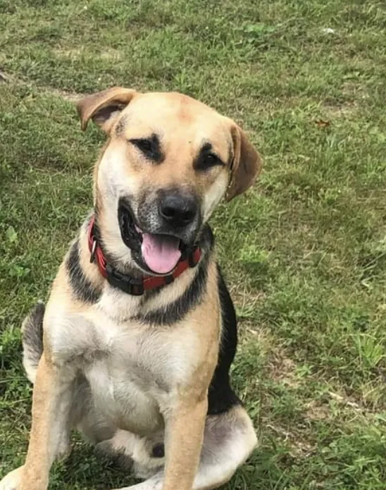 Lost dog in Martinsville, IN, 46151
