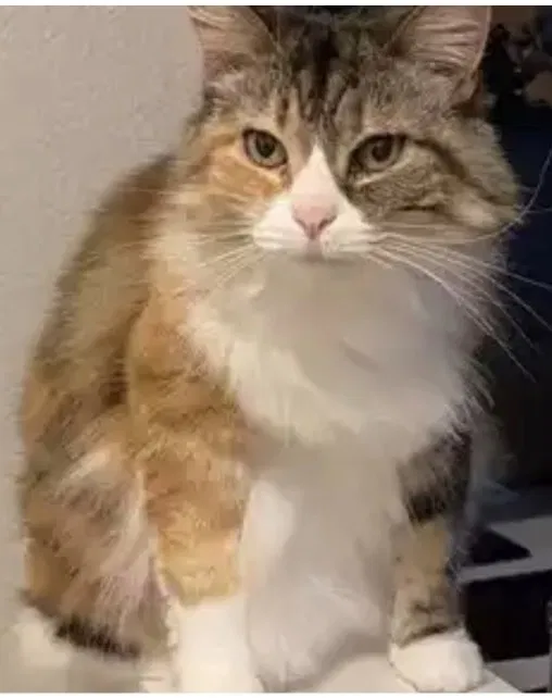 Lost cat in Santa Clara, CA, 95054