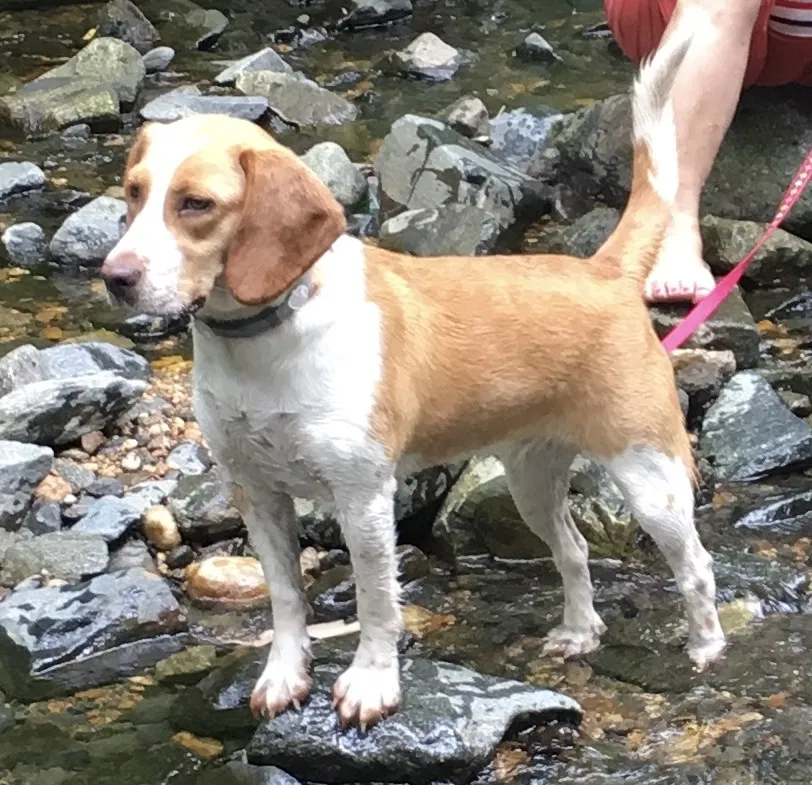 Lost dog in Severn, MD, 21144