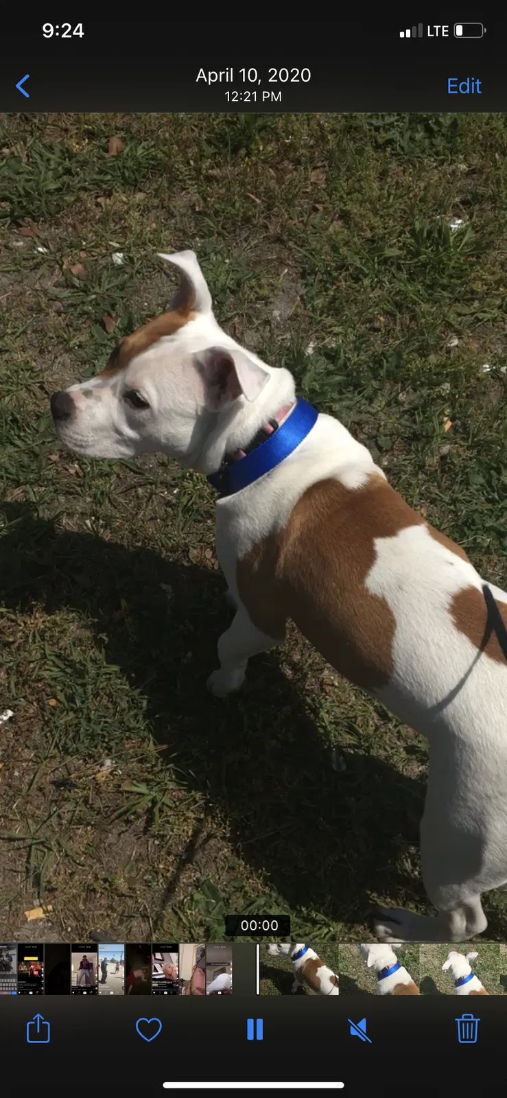 Lost dog in Lumberton, NC, 28358