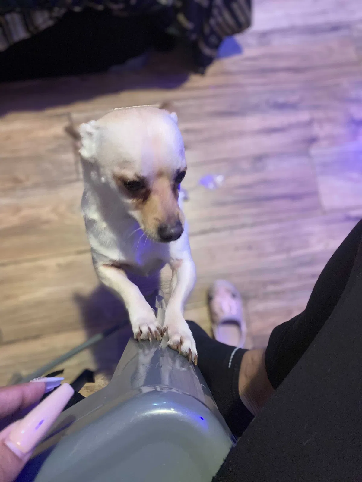 Lost dog in East Stroudsburg, PA, 18301