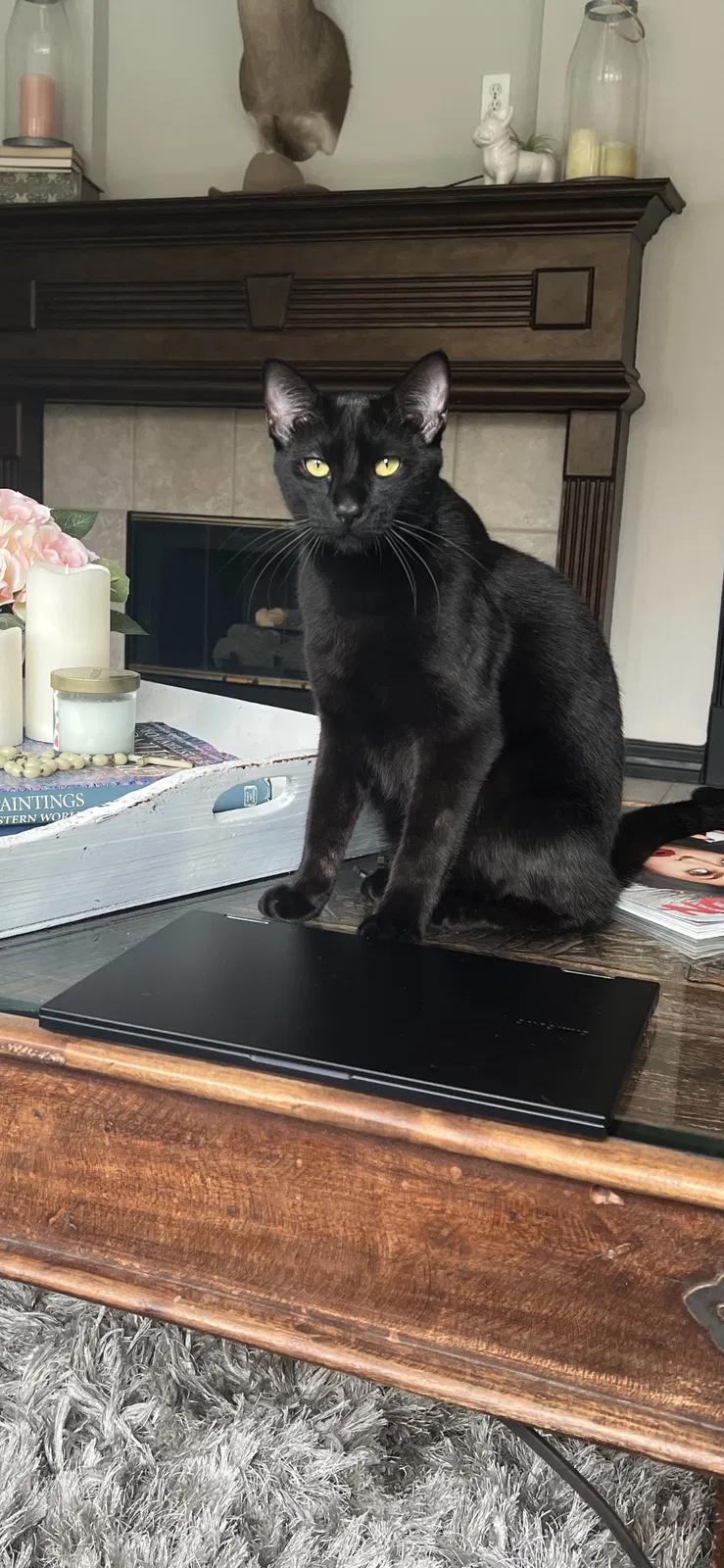 Lost cat in Katy, TX, 77494