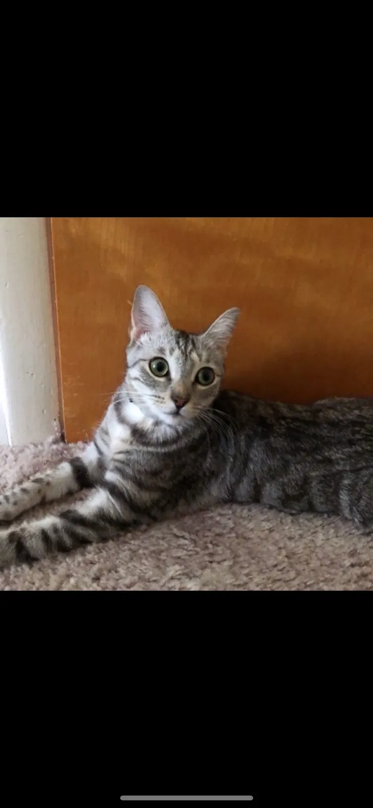 Lost cat in Lake Placid, FL, 33852