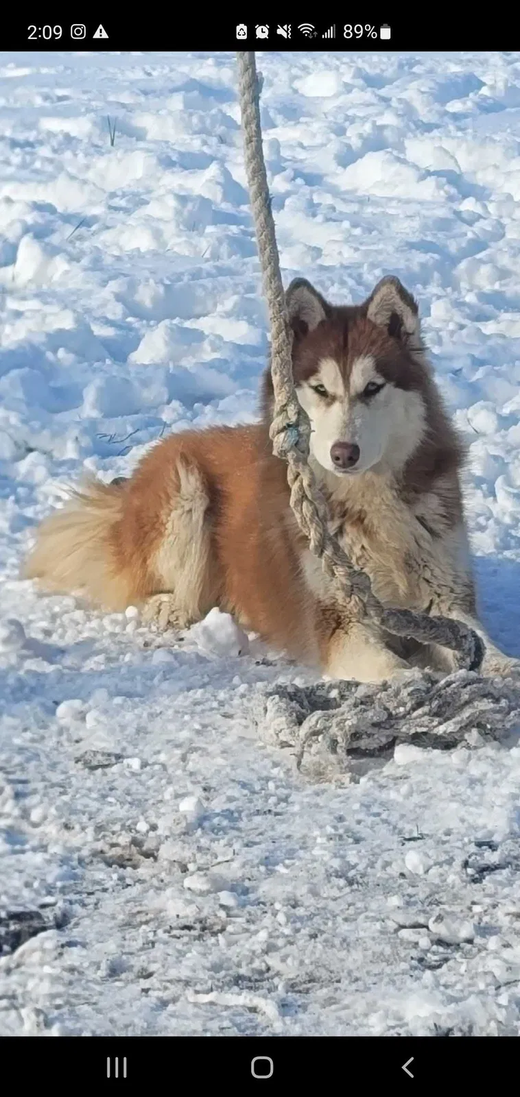 Lost dog in San Antonio, TX, 78227