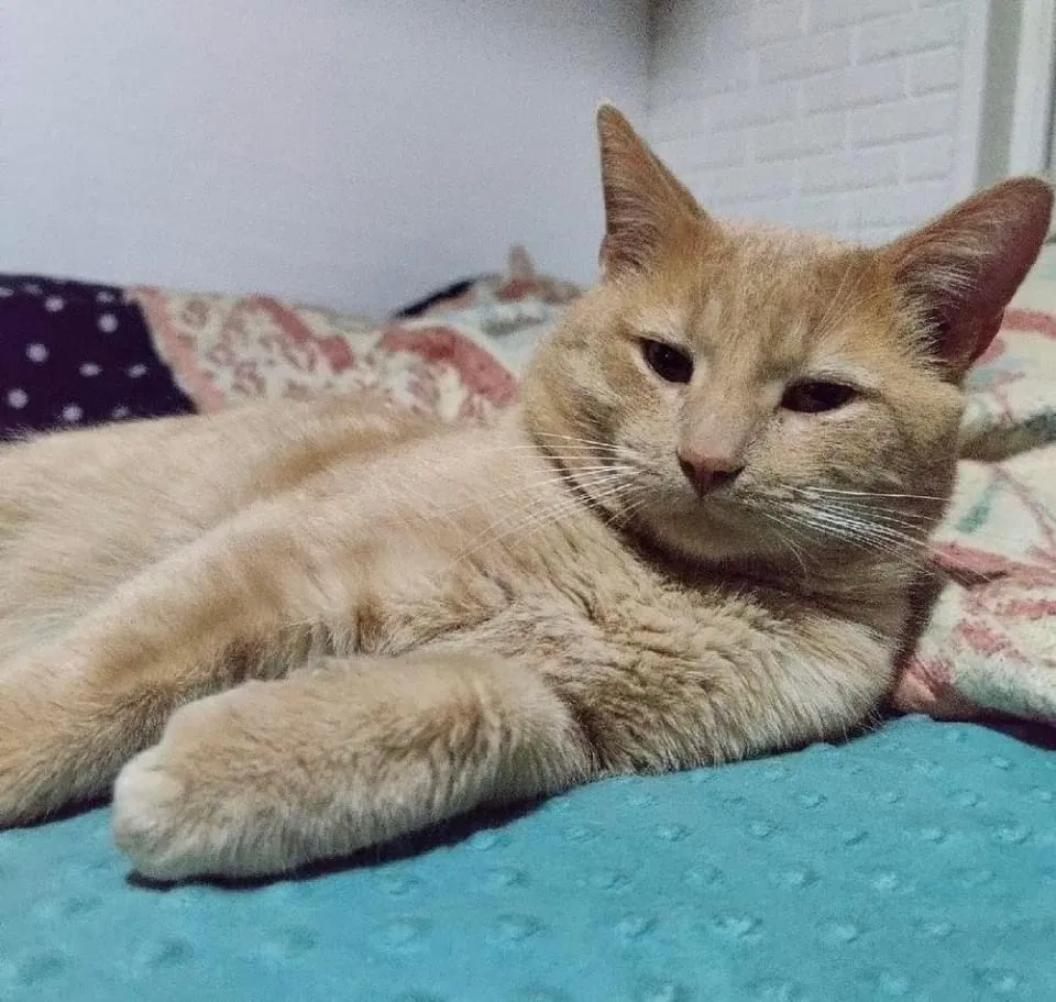 Lost cat in Saint Paul, MN, 55124