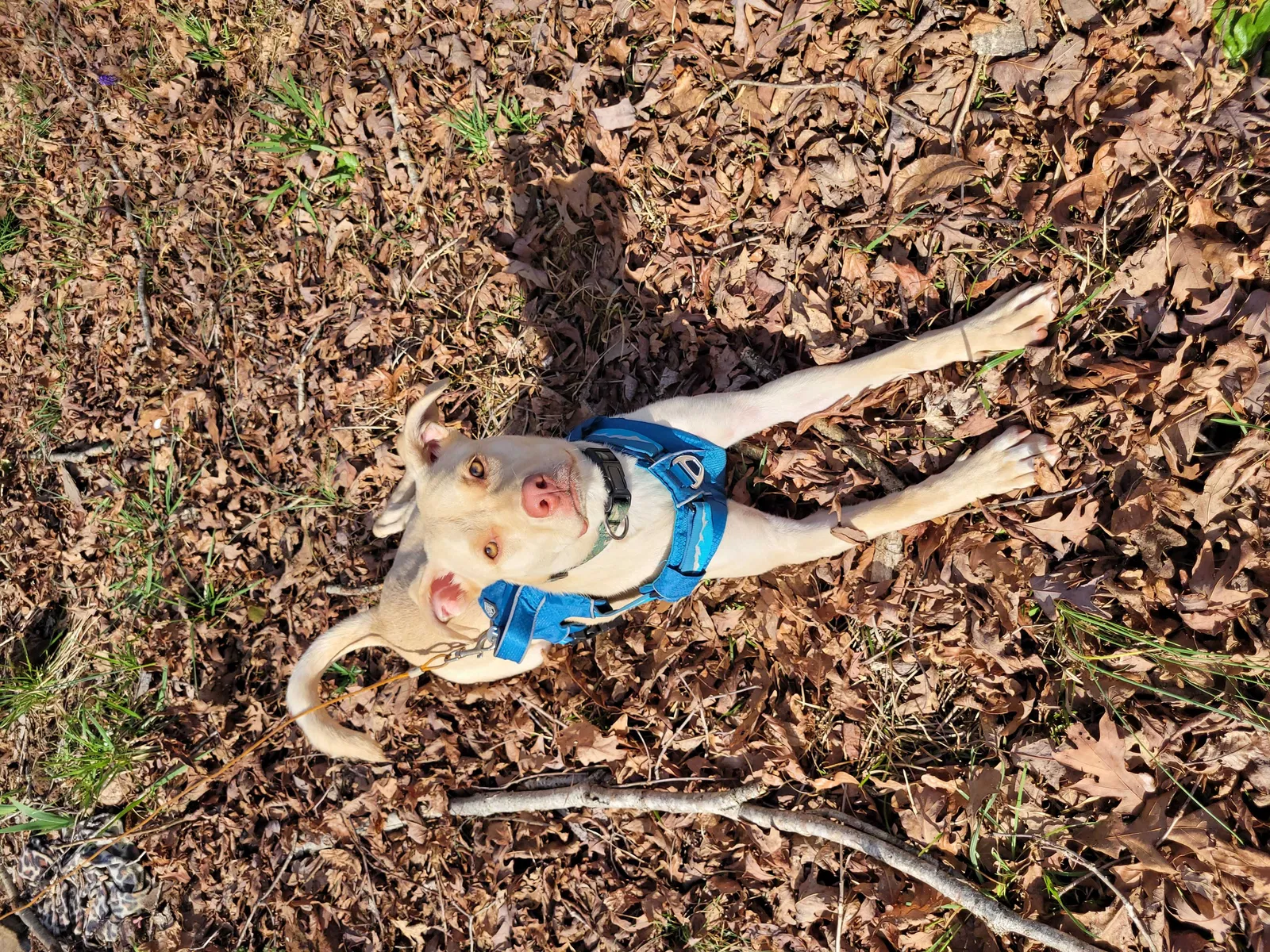 Found dog in Spartanburg, SC, 29306