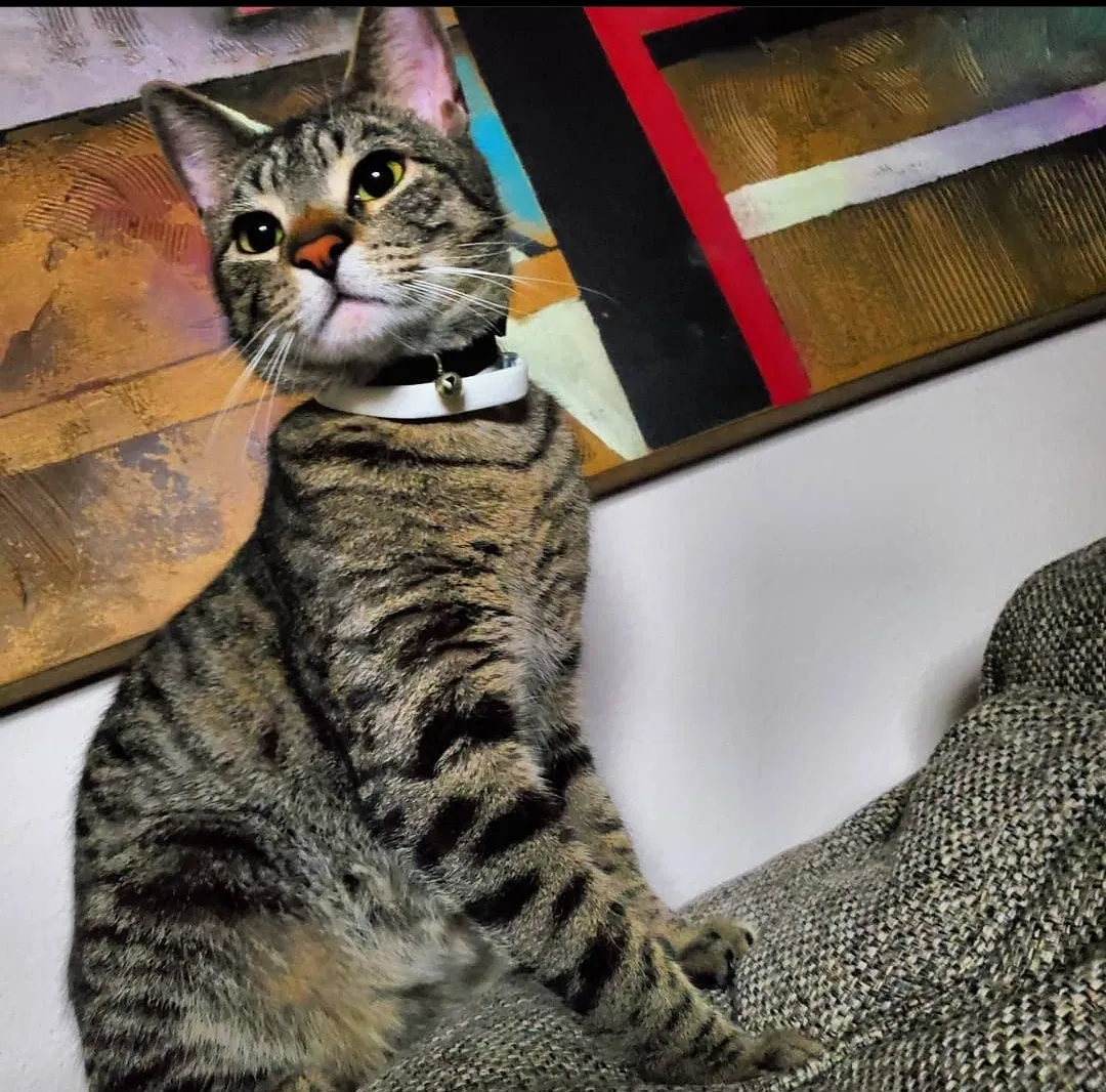 Lost cat in Spring, TX, 77388