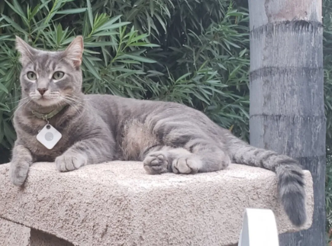 Lost cat in Murrieta, CA, 92562