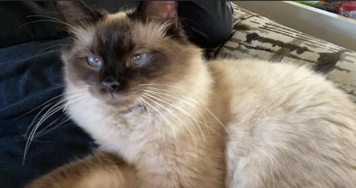 Lost cat in Adairsville, GA, 30103