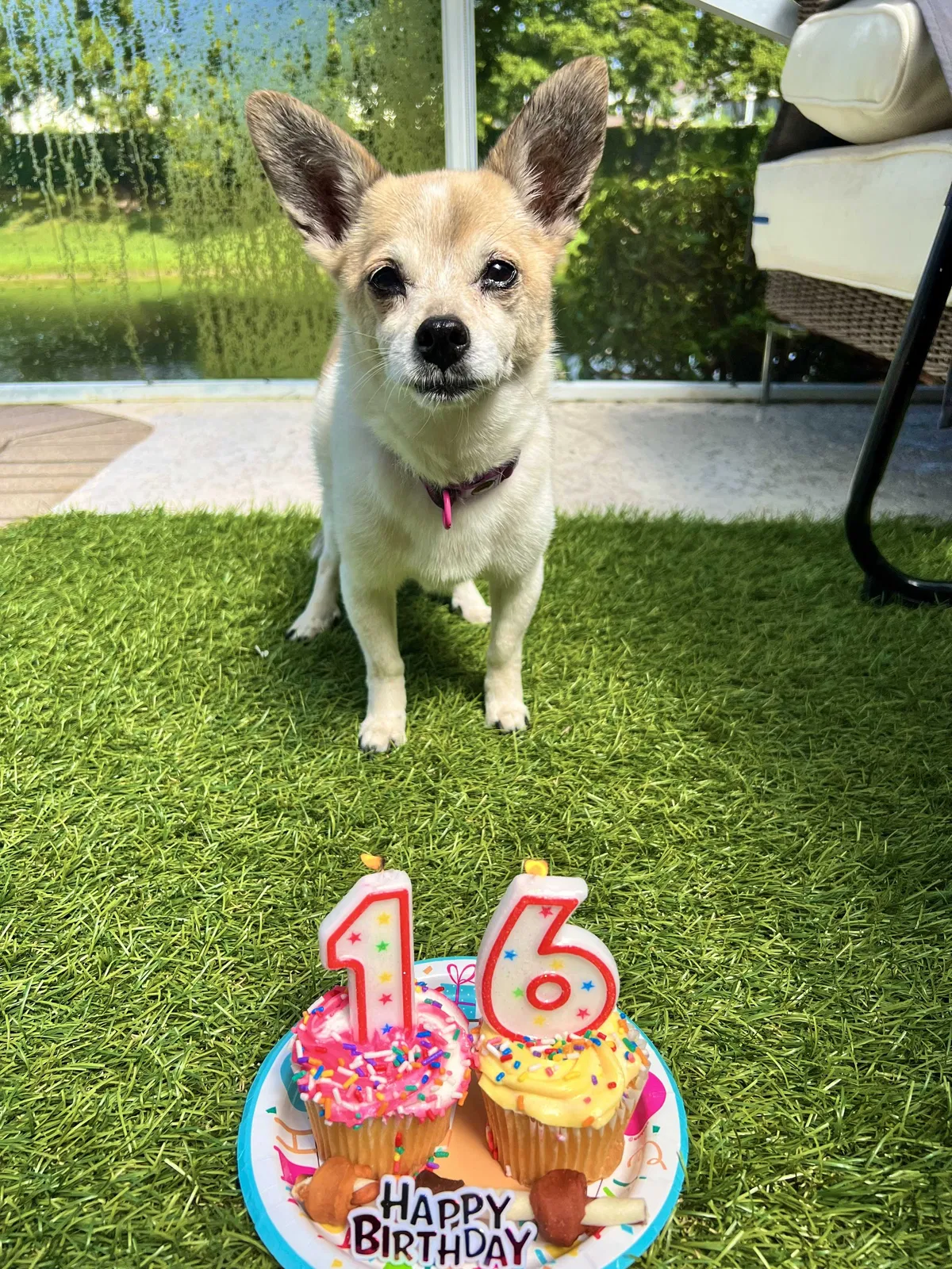 Lost dog in Pompano Beach, FL, 33067