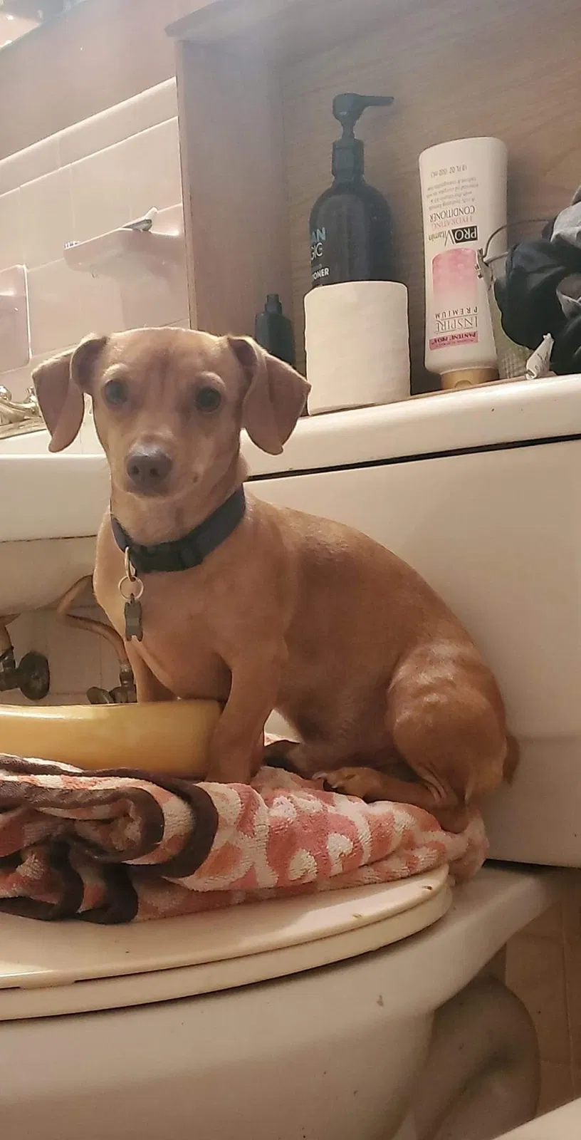 Lost dog in Decatur, AL, 35601