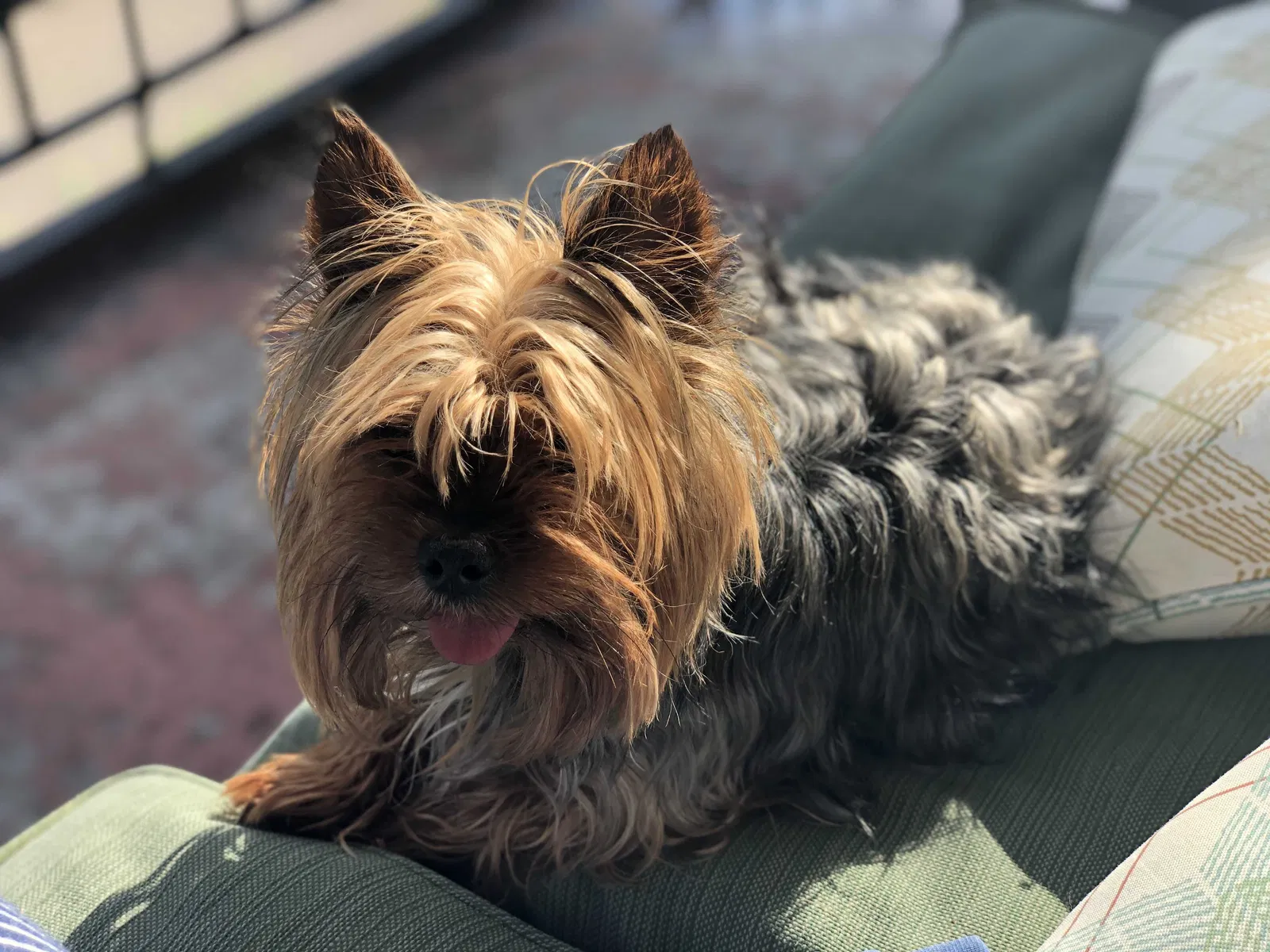 Lost dog in Minneapolis, MN, 55407