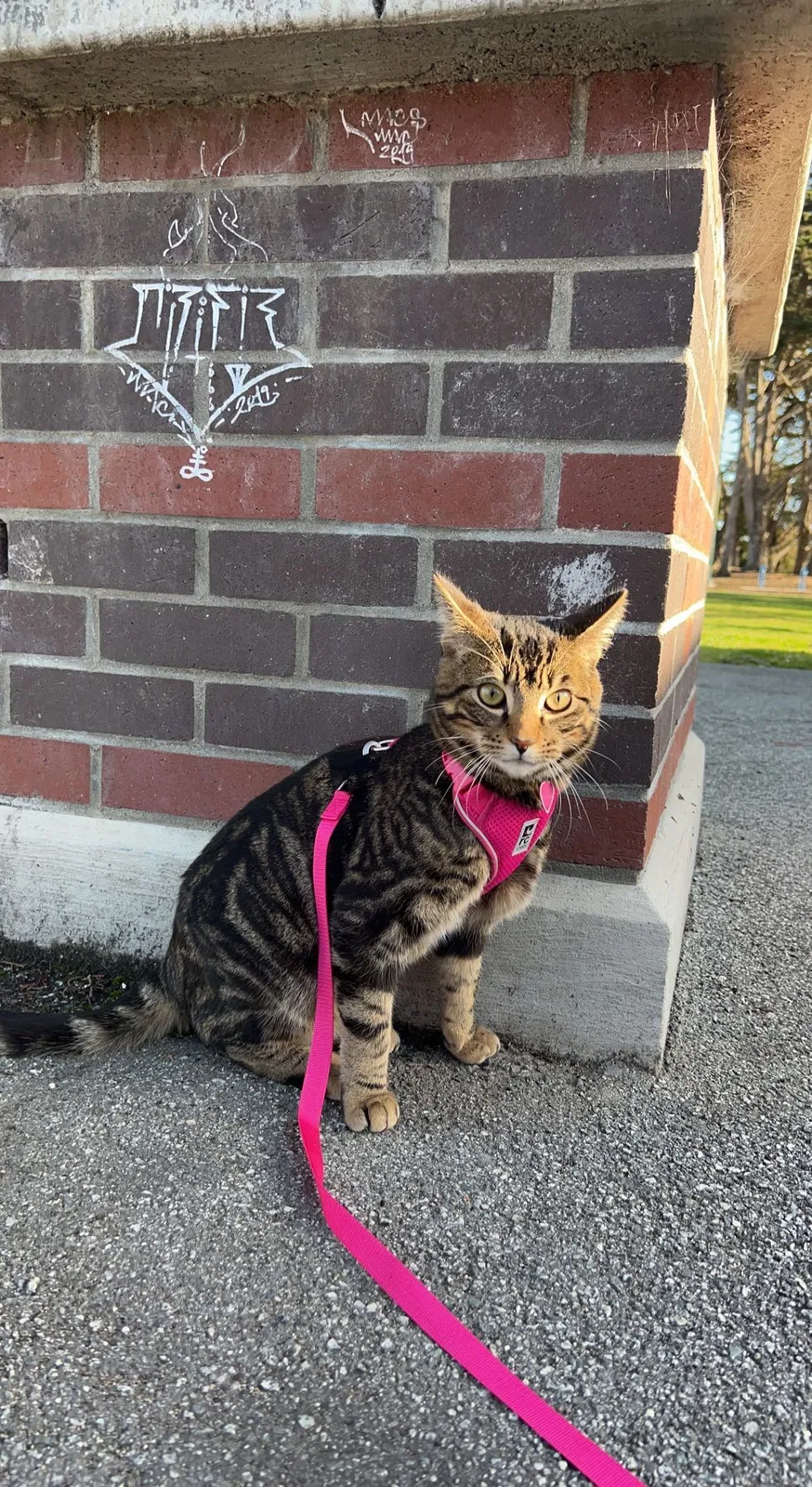 Lost cat in Marina, CA, 93933