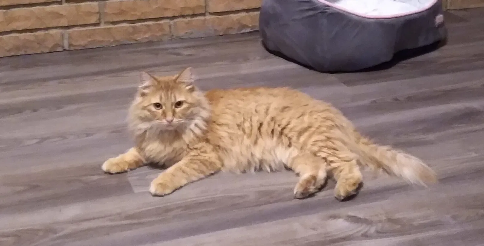 Lost cat in South Saint Paul, MN, 55075
