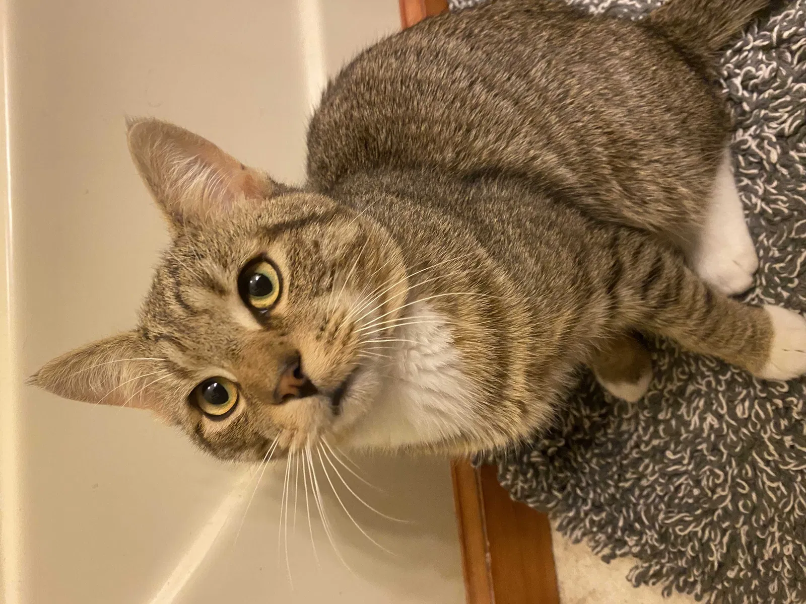 Lost cat in Branford, CT, 6405