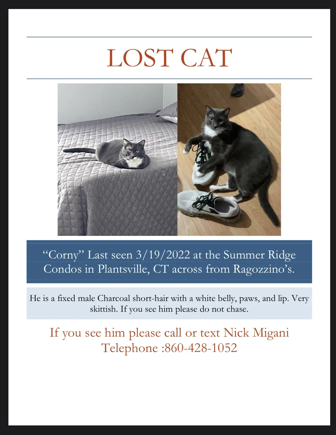 Lost cat in Plantsville, CT, 6479