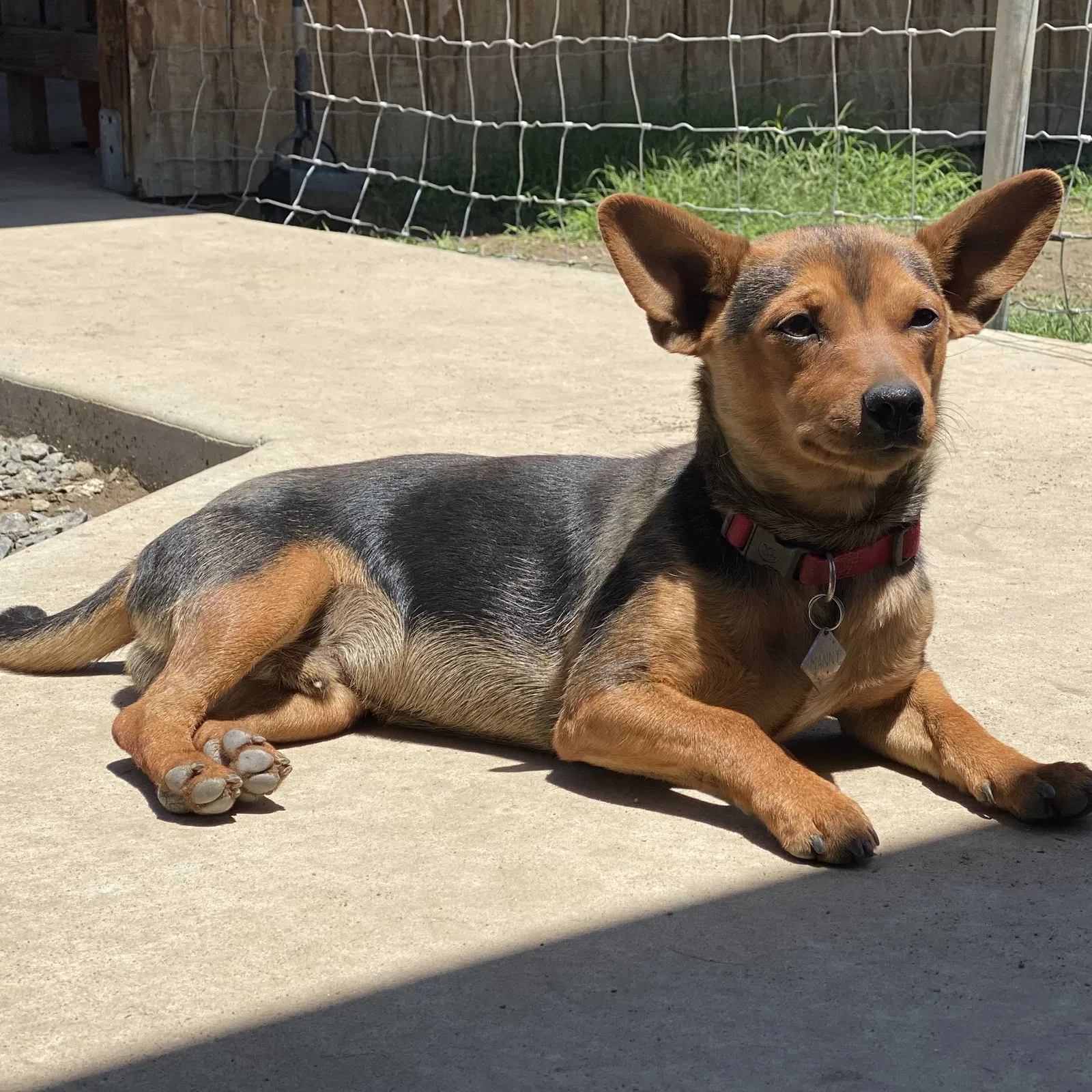 Lost dog in Porterville, CA, 93257