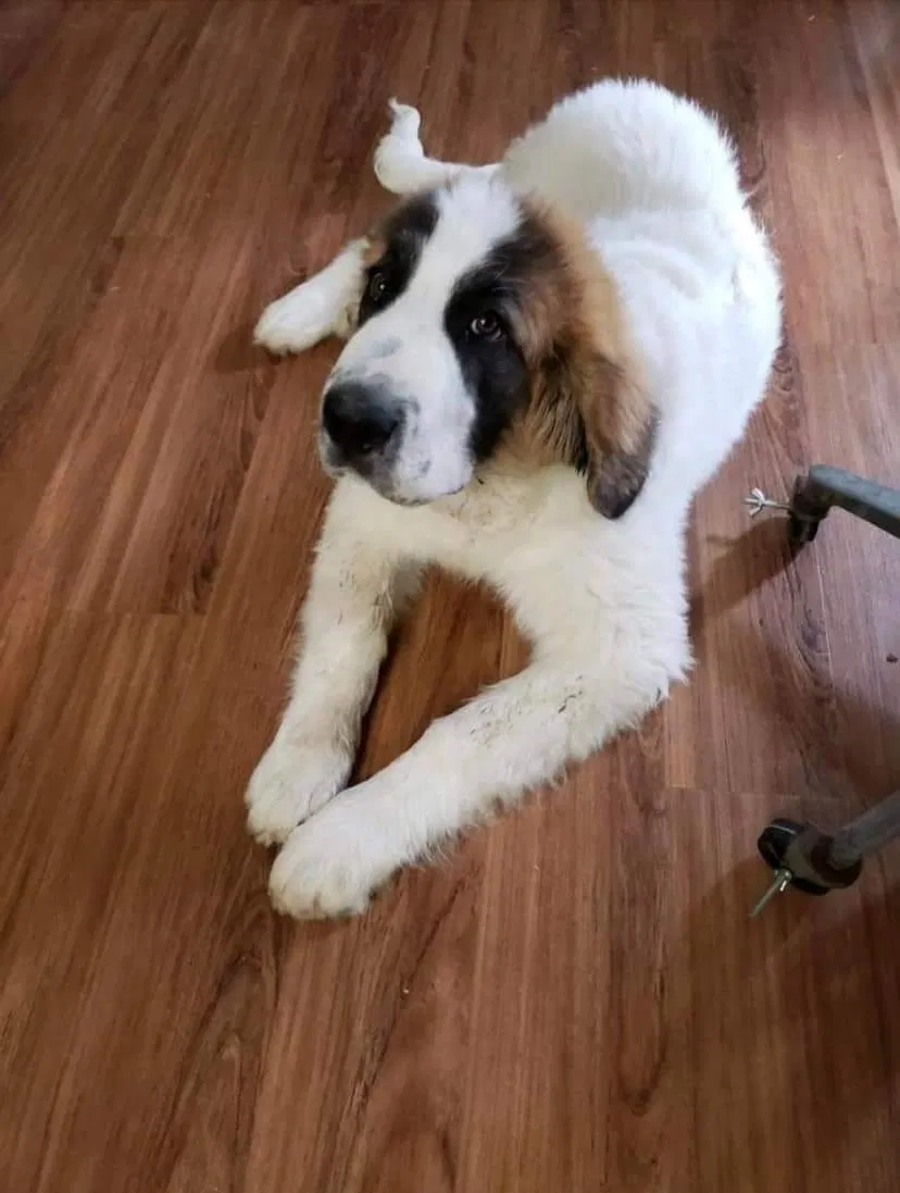 Lost dog in Navasota, TX, 77868