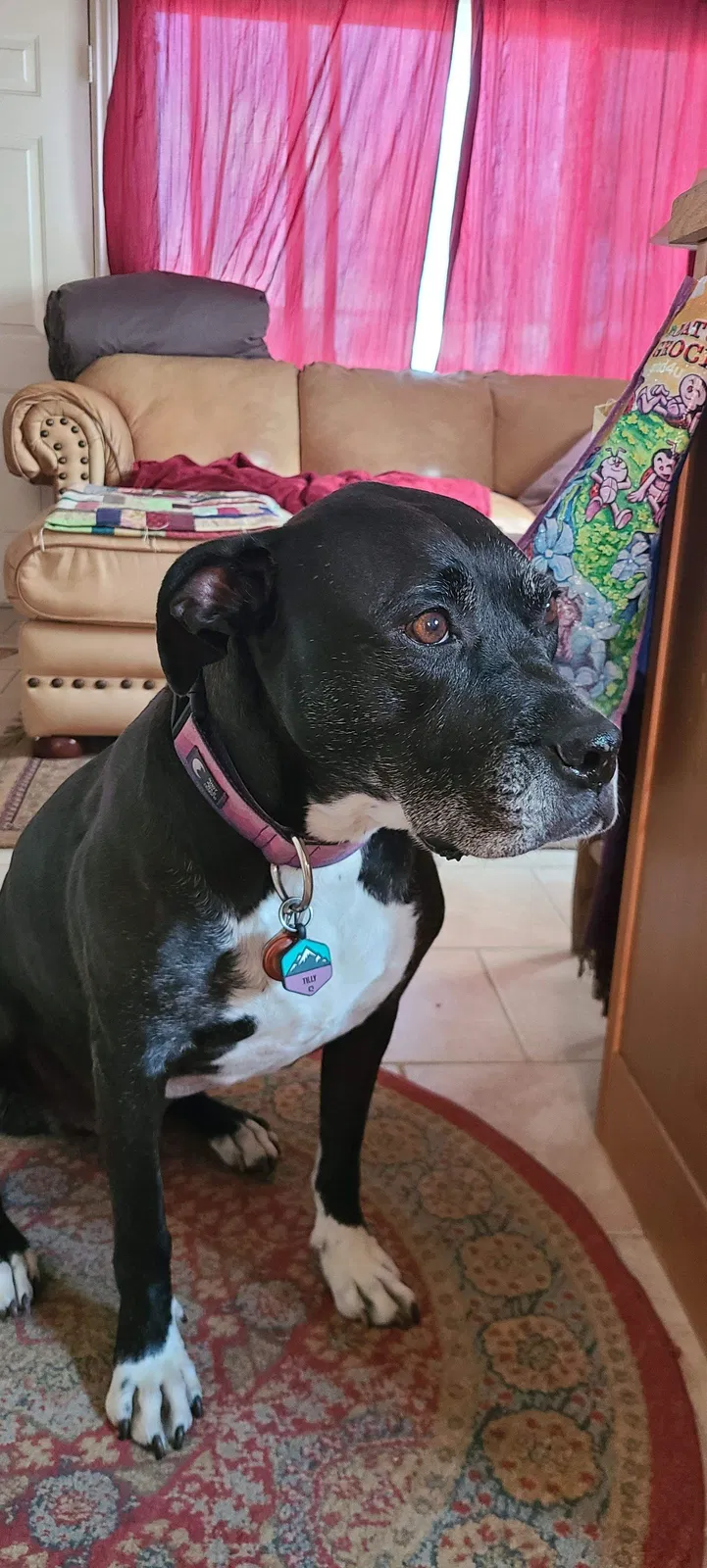 Lost dog in Unknown, CO, 80803