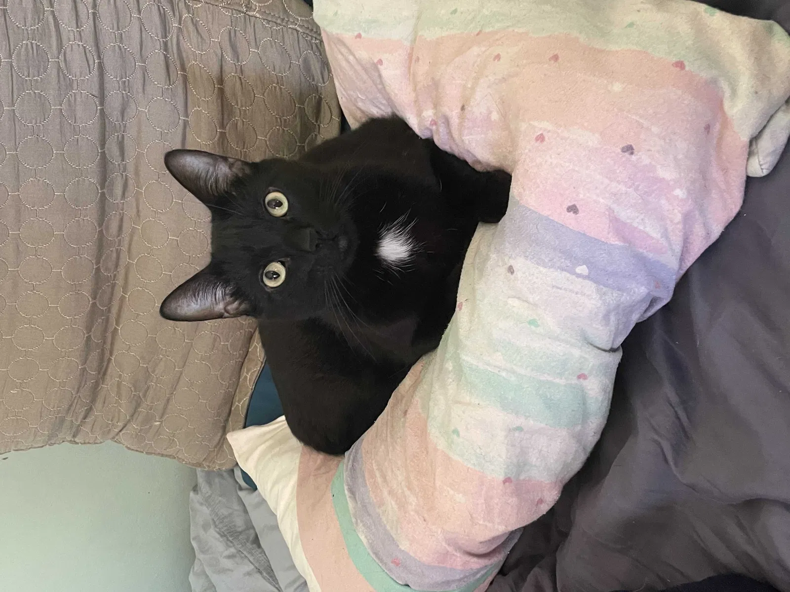 Lost cat in Fairfield, CA, 94533