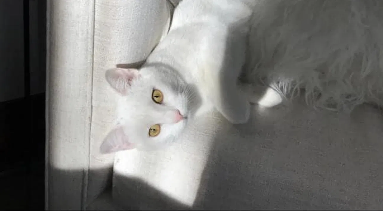 Lost cat in Alton, IL, 62002