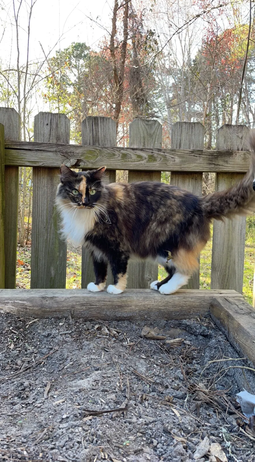 Lost cat in Pawleys Island, SC, 29585