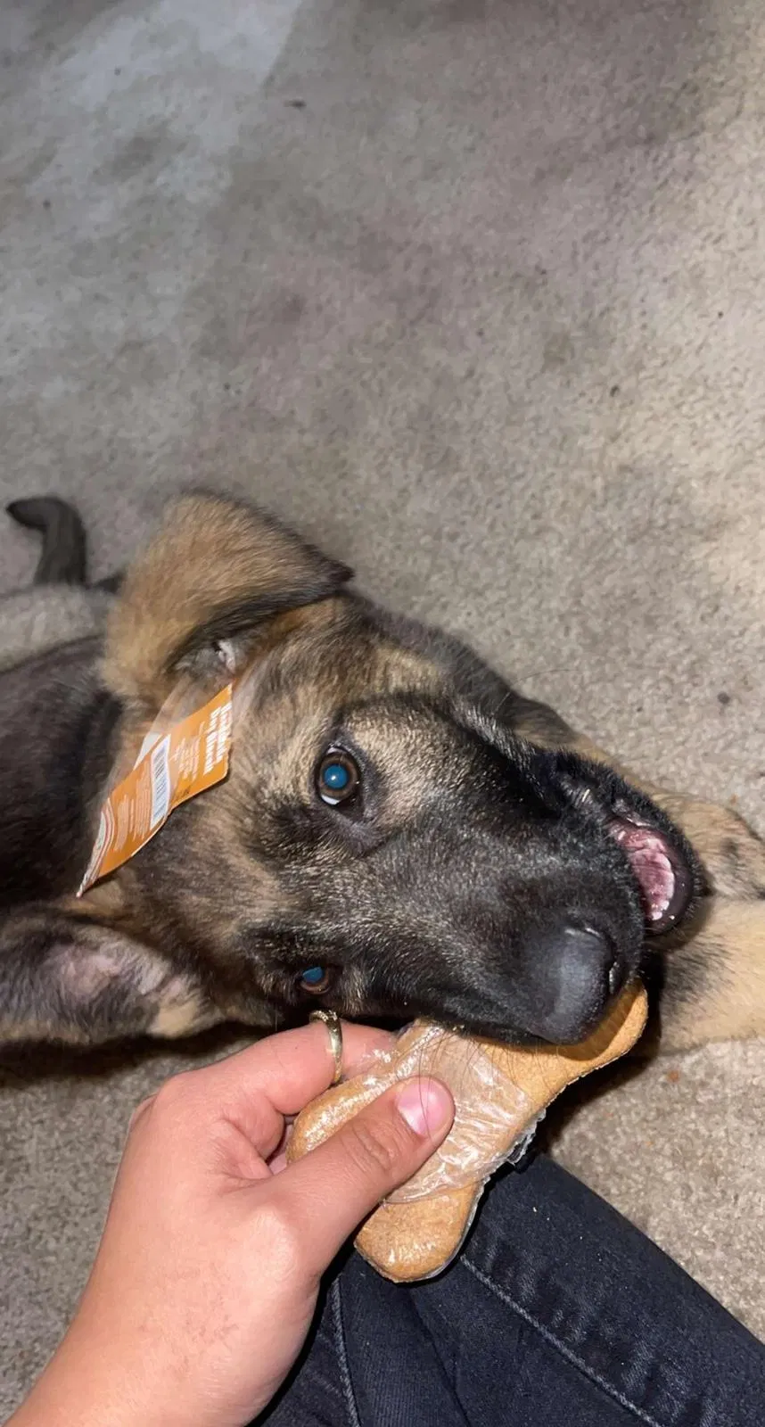 Lost dog in Lancaster, TX, 75146