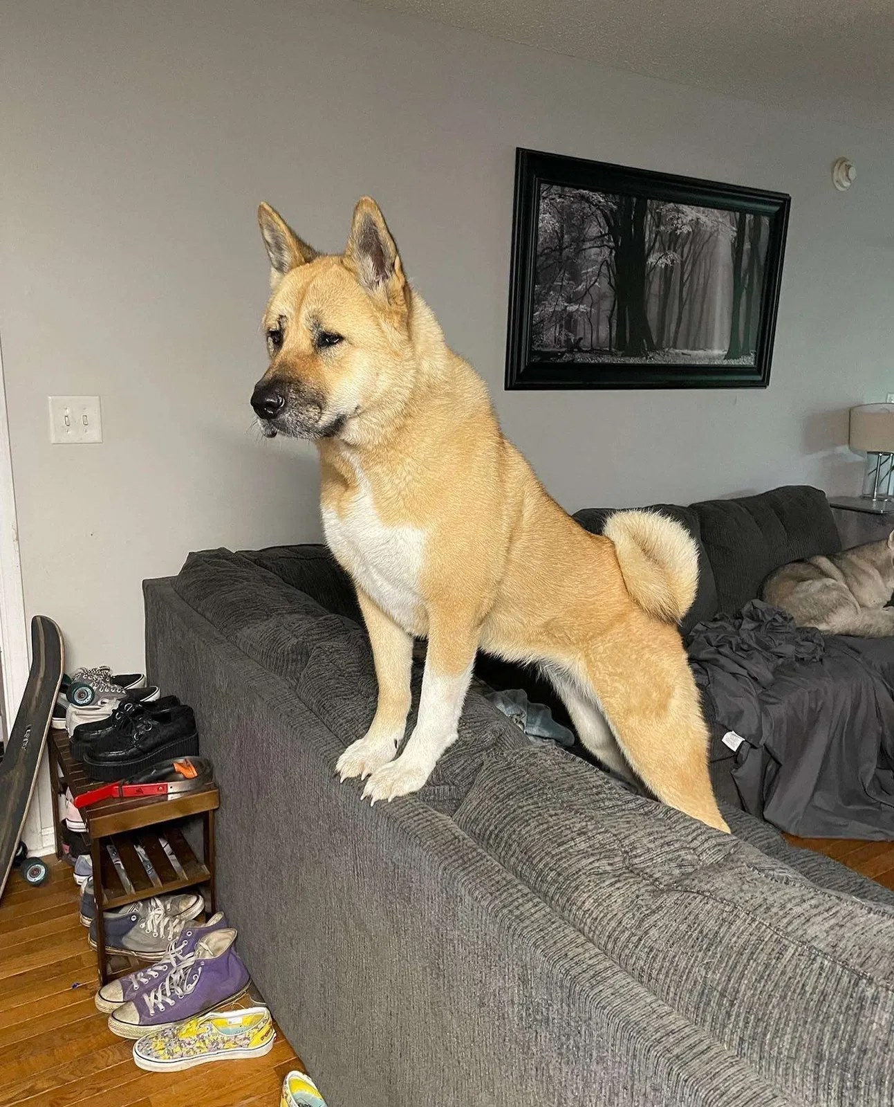 Lost dog in Clarksville, TN, 37042
