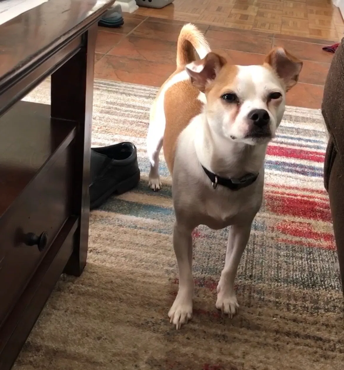 Lost dog in Kaukauna, WI, 54130