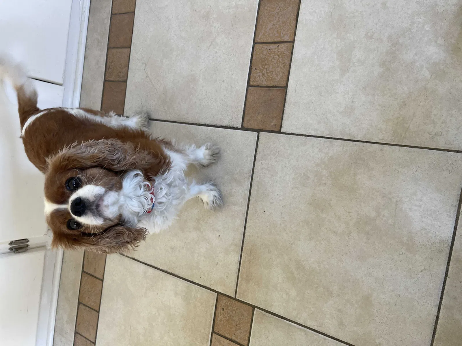 Lost dog in Dallas, TX, 75215