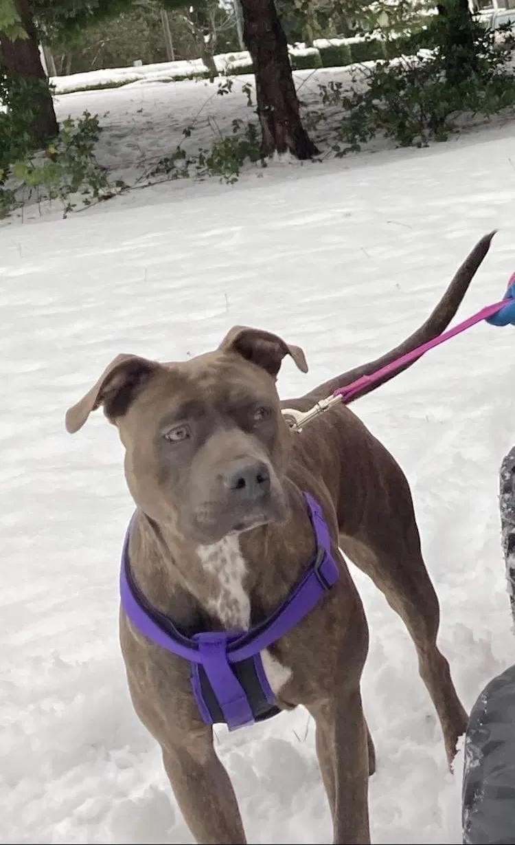 Lost dog in University Place, WA, 98467