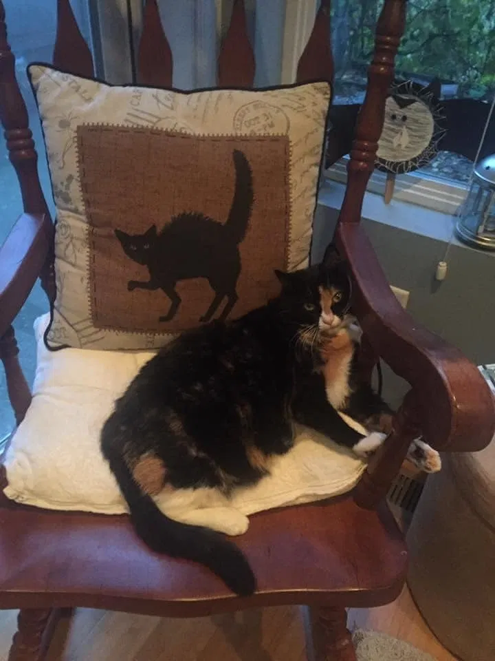 Lost cat in Lynnwood, WA, 98036