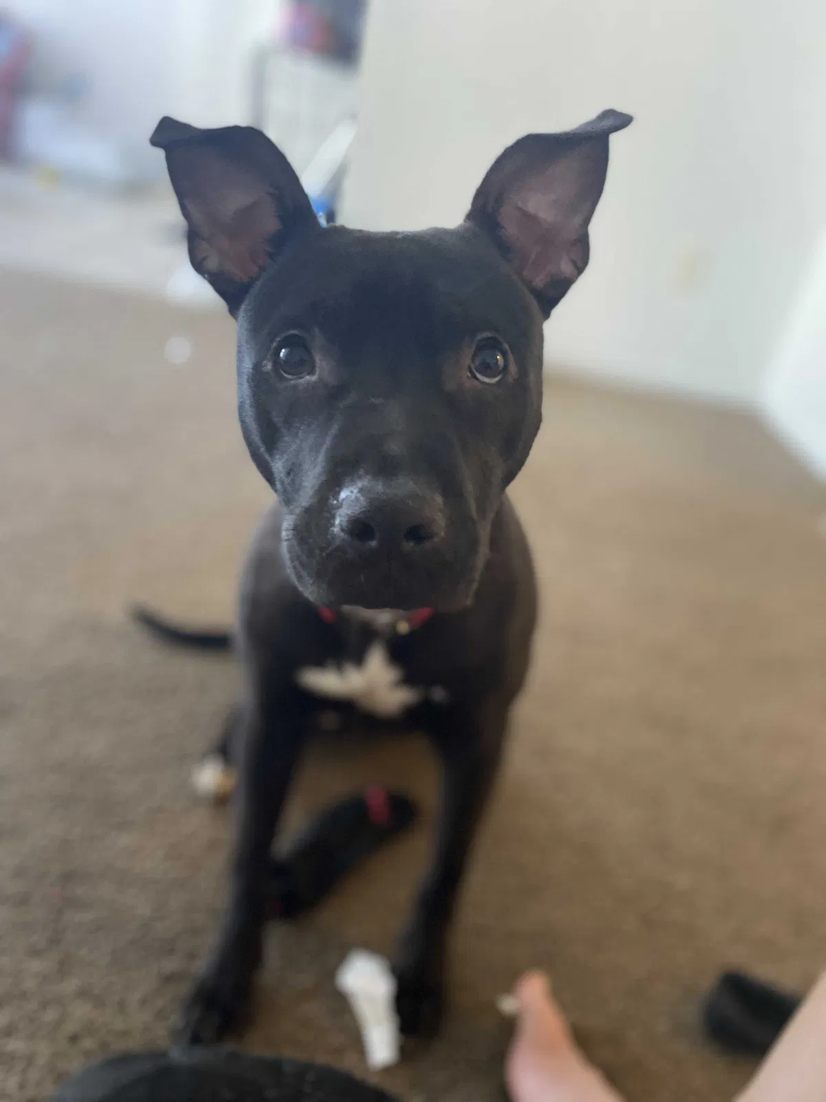 Lost dog in Indianapolis, IN, 46235