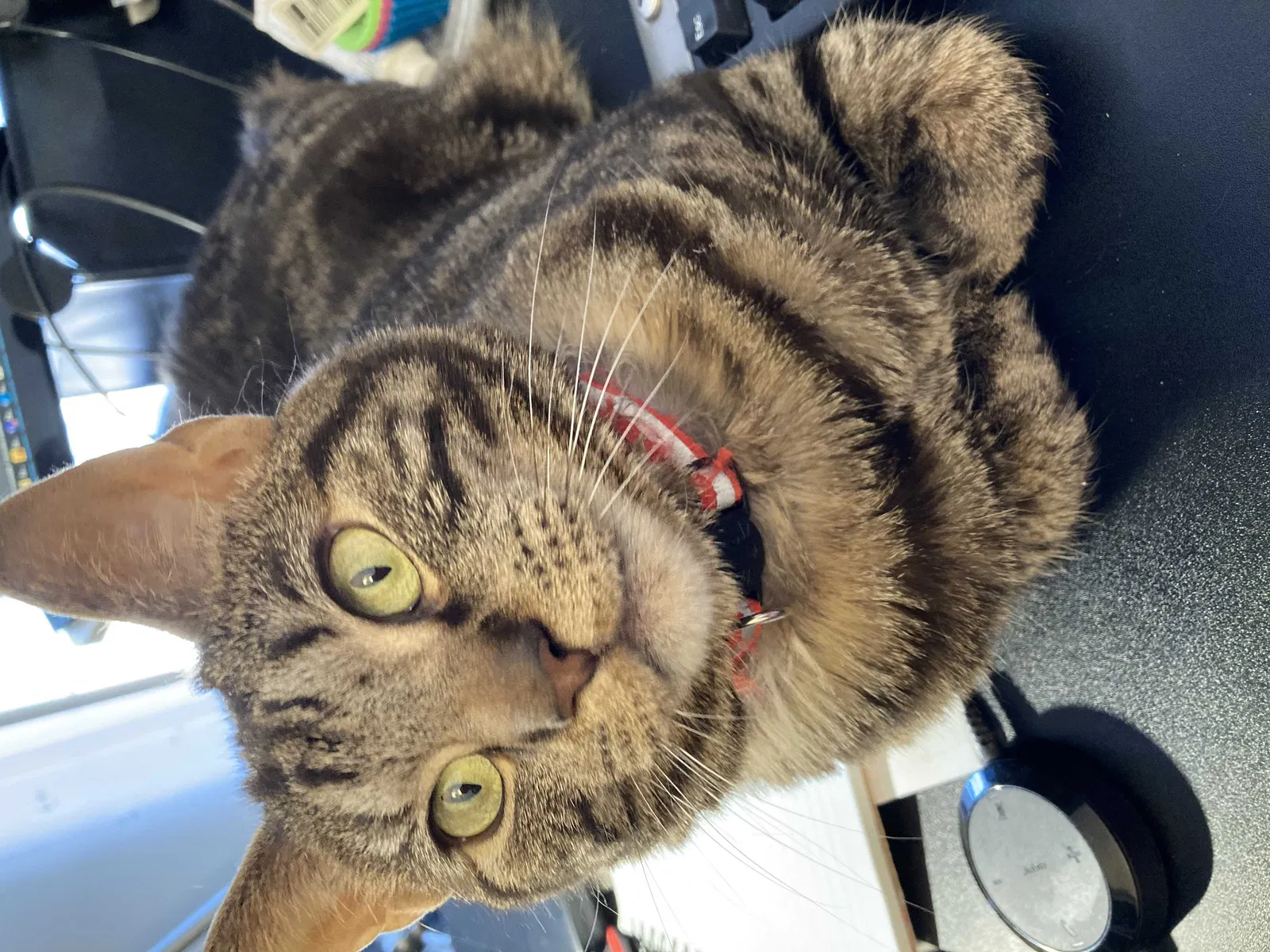 Lost cat in Pottstown, PA, 19464
