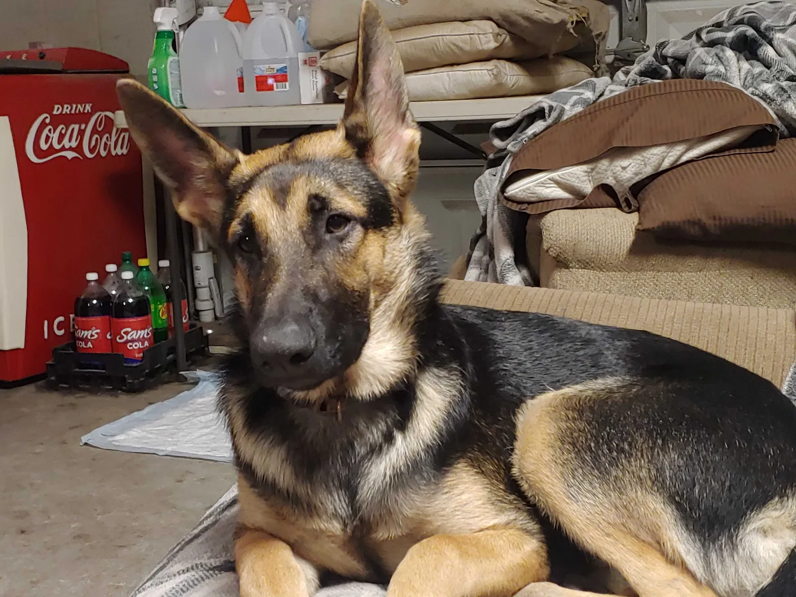 Lost dog in Warsaw, NC, 28398